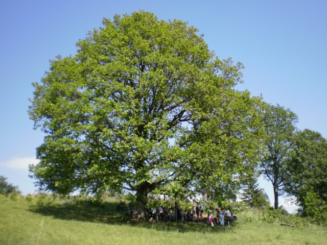 kerling6.jpg