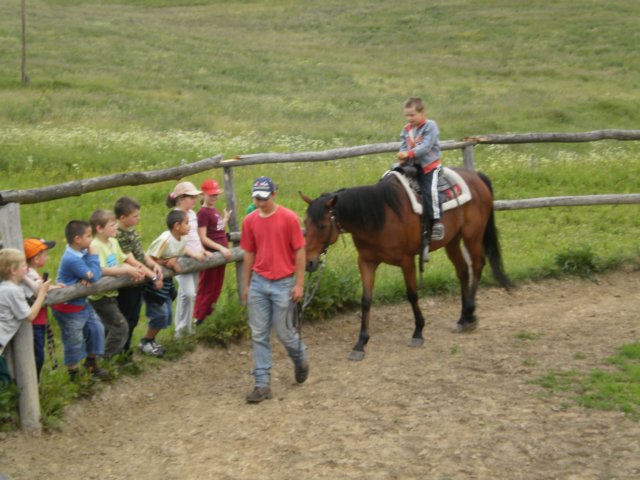 mddkollrov13.jpg